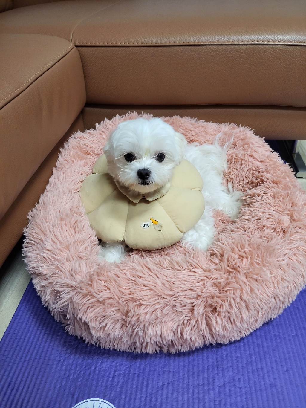 록벨 강아지 마약 방석 고양이 애견 도넛 개 쿠션 무중력 집