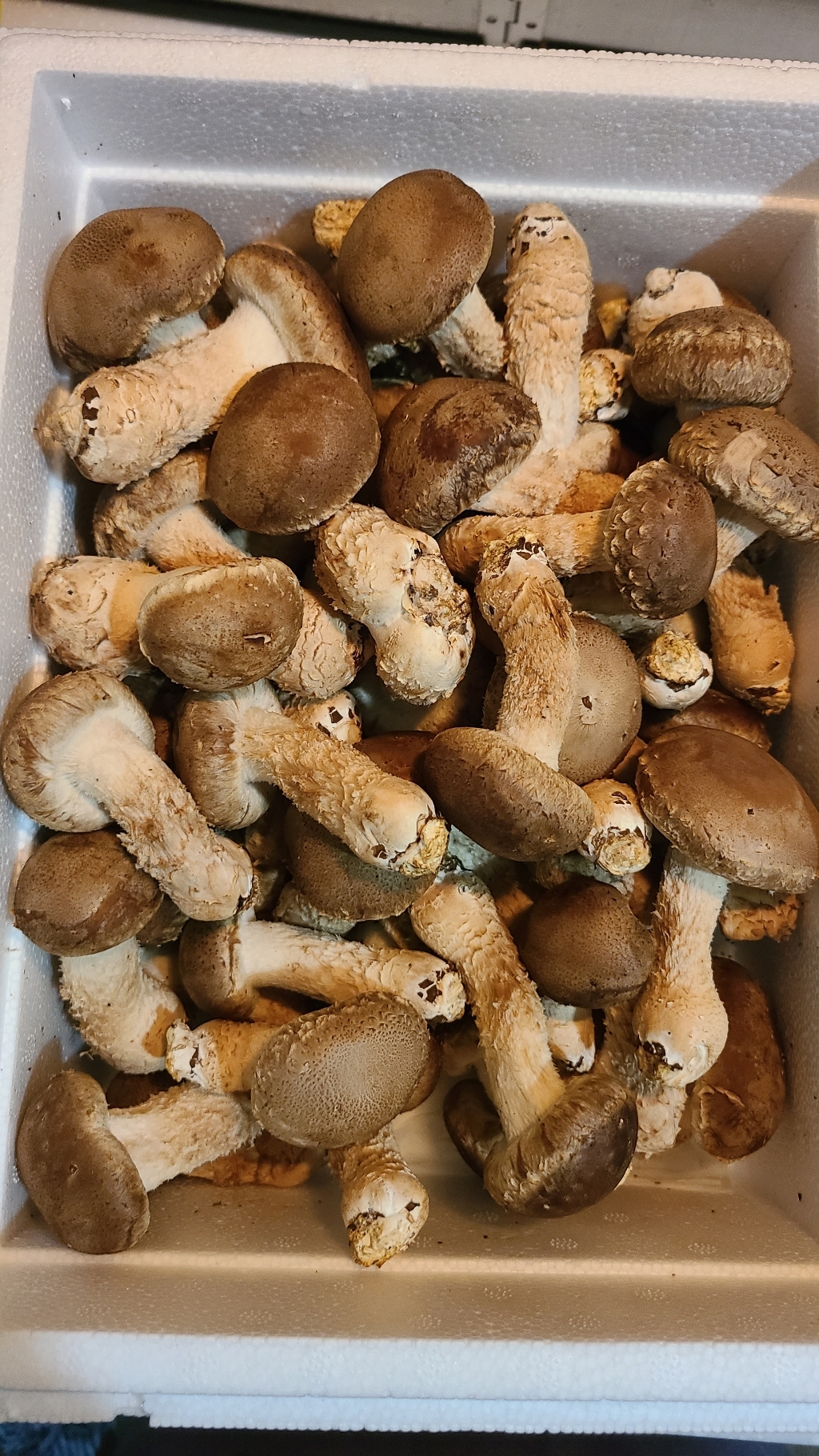 [국내산]젊은농부 송화버섯 1키로 면역력  9900원  특가 노마진 농장직영 맛과향 비교불가 당일수확 실속형 영웅버섯 쿠팡특별 /