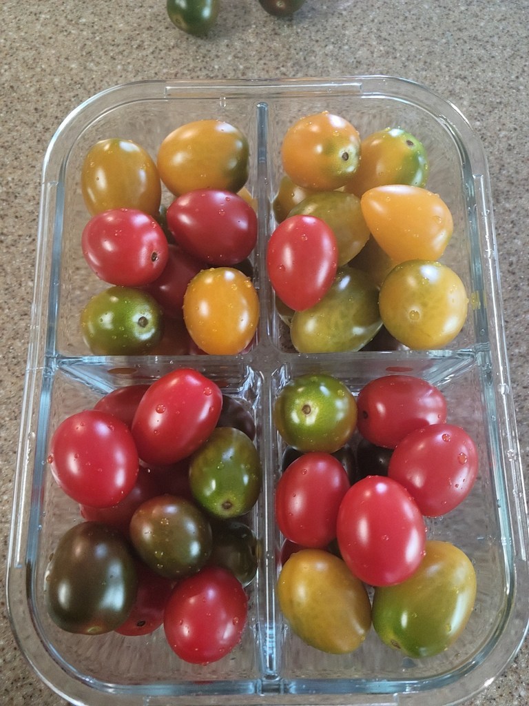 다름달음 스테비아 컬러방울토마토