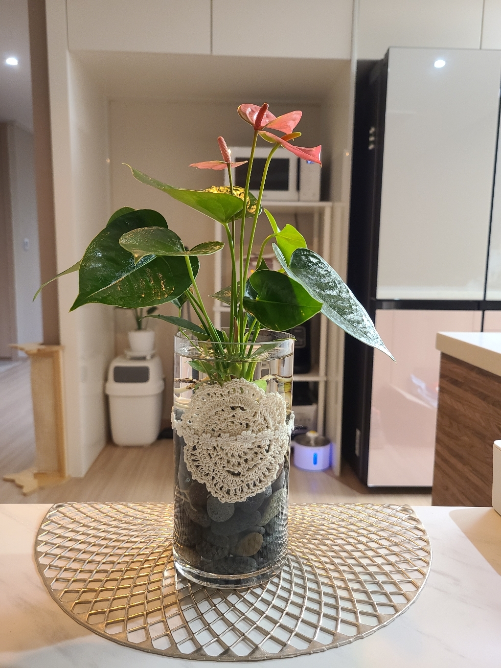 중품 수경재배식물 DIY세트 실내공기정화식물