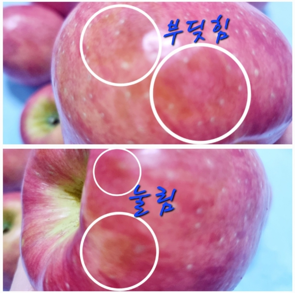 고산지 재배 당도선별 사과 리뷰후기