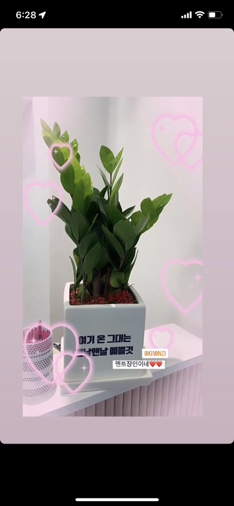 [메세지화분] 아무말대잔치 축하선물 개업 승진 커플 기념일 공기정화식물 자유문구