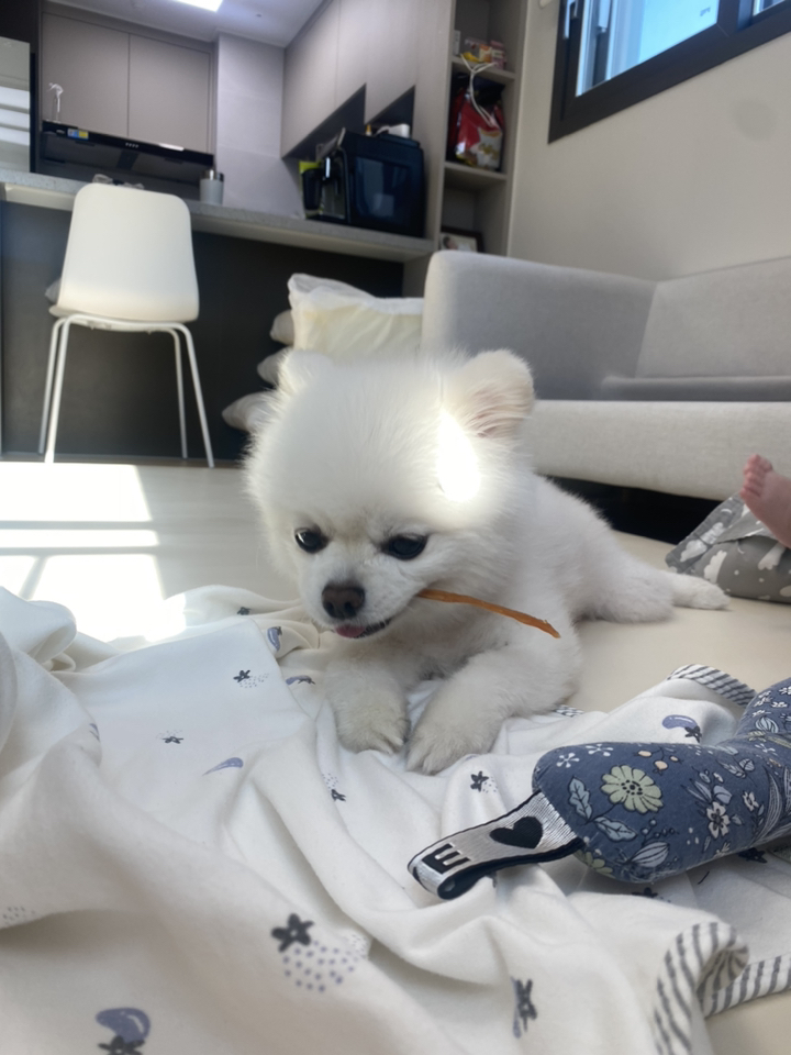 프레스키 칠면조 힘줄 스트립 강아지 츄
