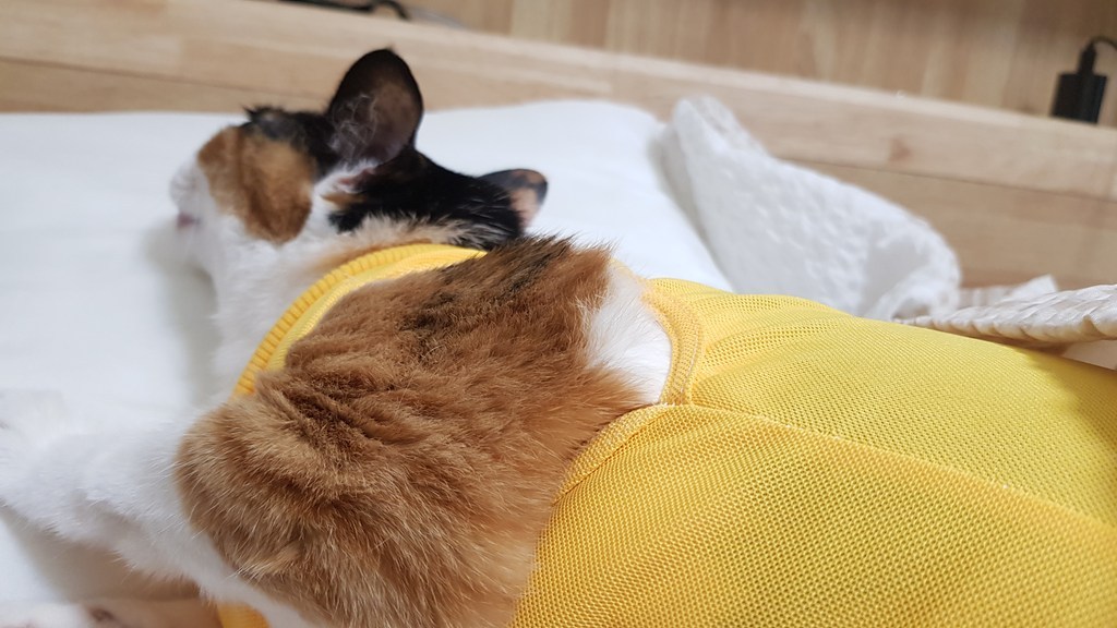 켈리몰 반려동물 중성화 수술복