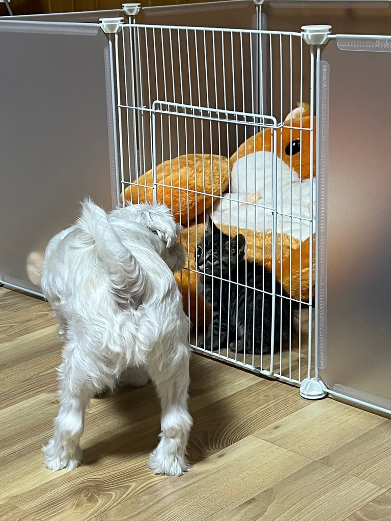 자유조합 반려동물 펜스 철장 울타리 06 리뷰 후기