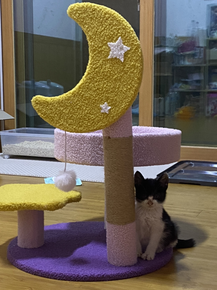 ETCA 고양이 3단 문 스크래쳐 캣타워