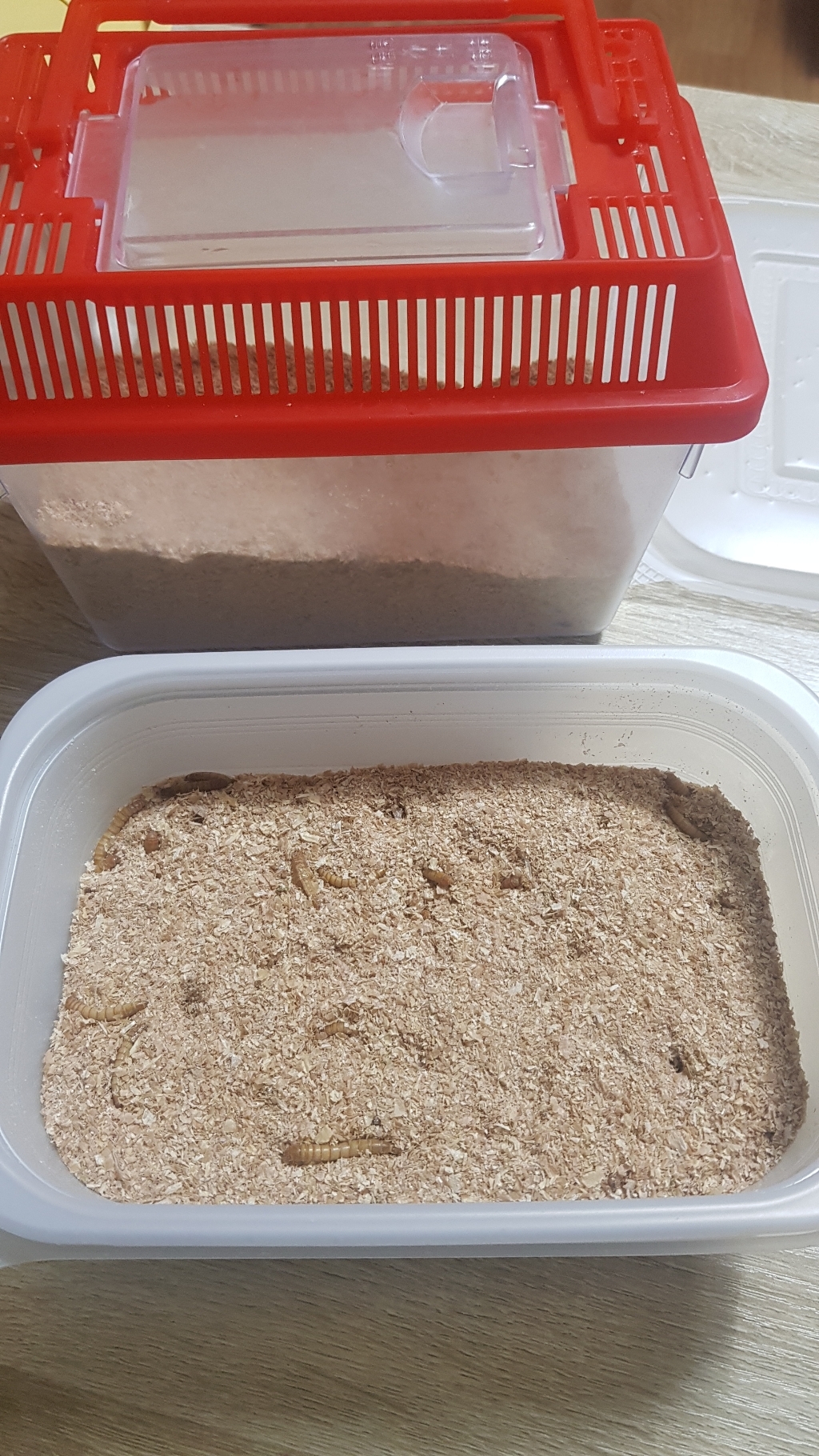통통밀웜 채집통 소