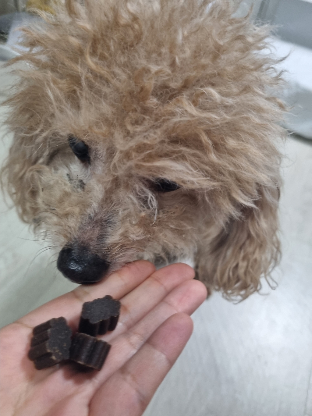 데일리케어 샤이닝아이즈 반려견 눈영양제