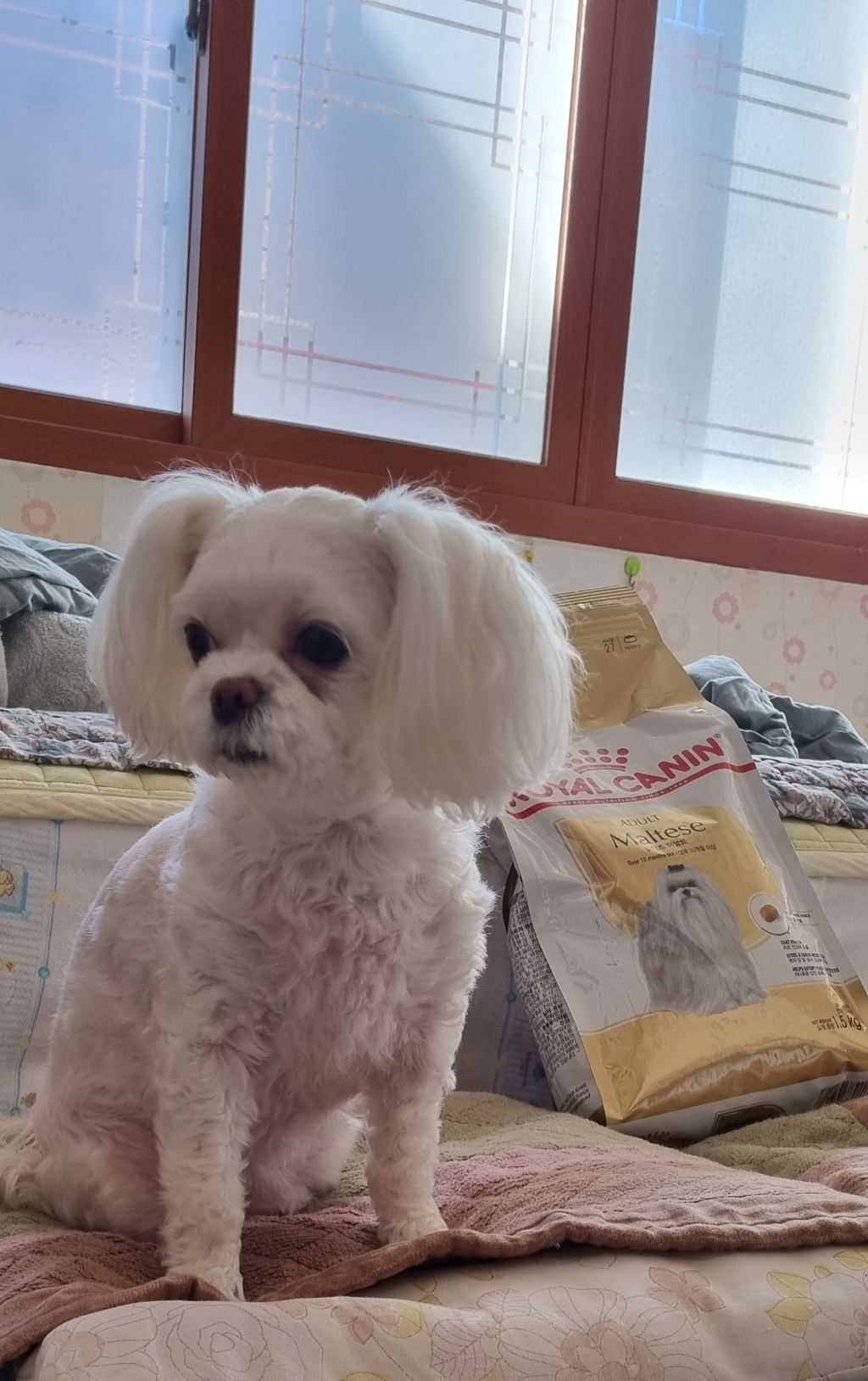 로얄캐닌 독 말티즈 어덜트 강아지 반려견 사료 건식사료