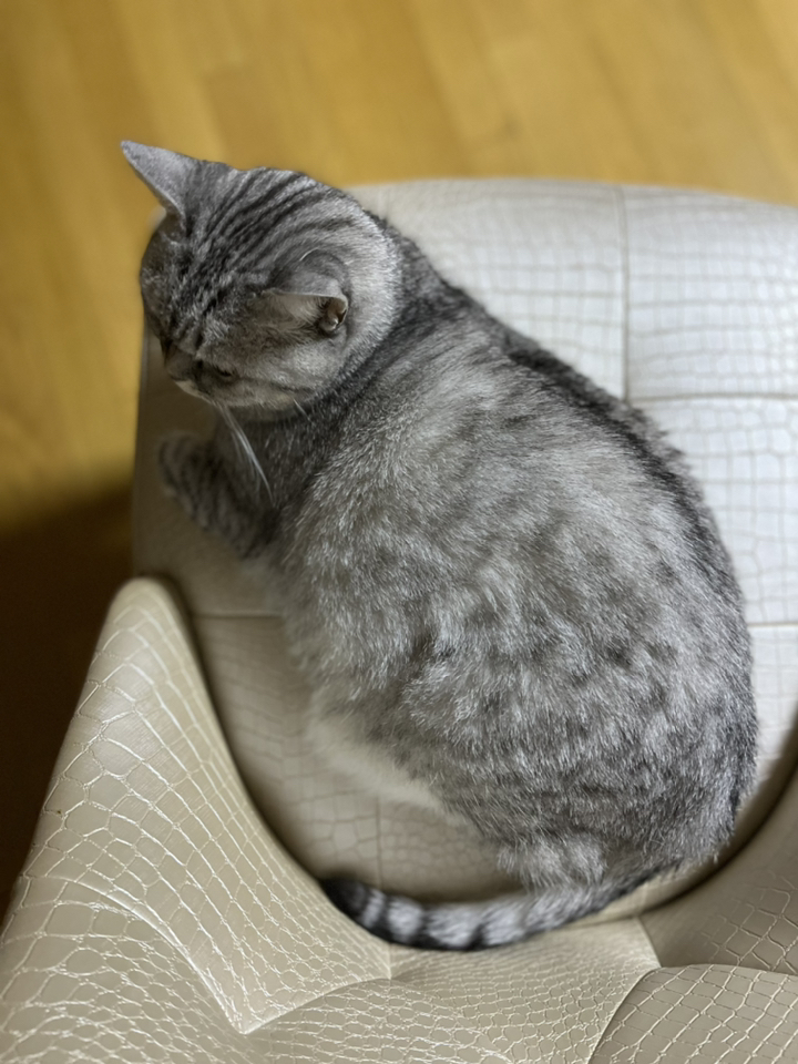 [바른펫] 고양이 강아지 브러쉬 빗 애견 털 제거 청소기 장갑 CA60