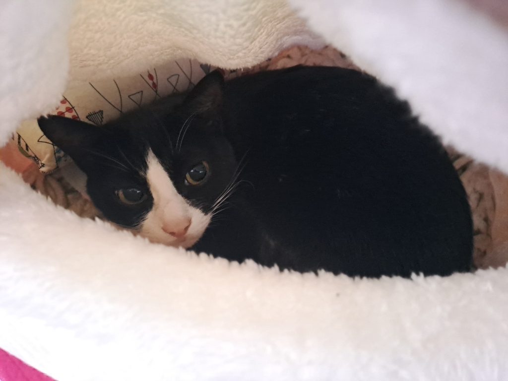 고양이 강아지 펫 하우스 펫방석 고양이 숨숨집 컵라면 모양 숨숨집 애착방석 애착쿠션, 대형 3kg~10kg이내, 1개