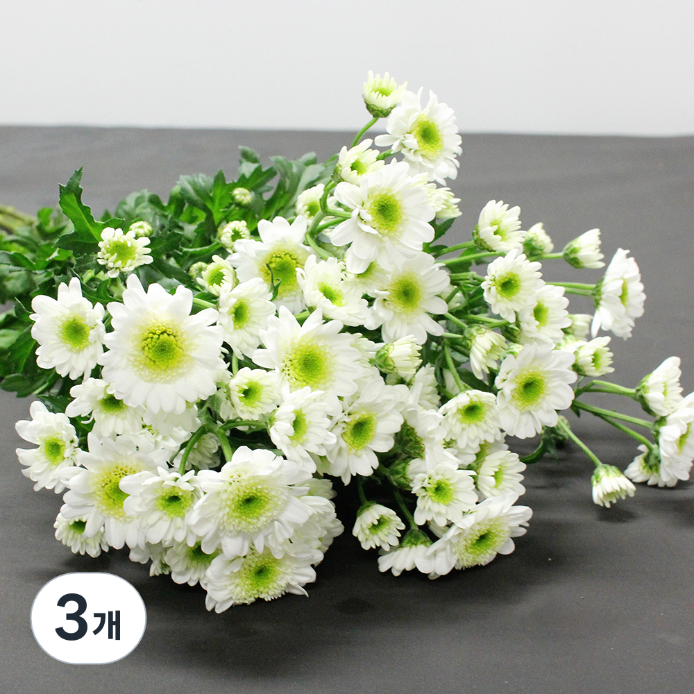 로즈피아 생화 소국 5대 18송이 이상, 보라색, 1개