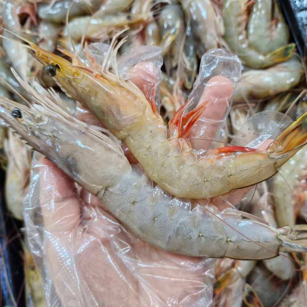 서해 바다의 풍미, 싱싱해몰 자연산 대하를 맛보세요!