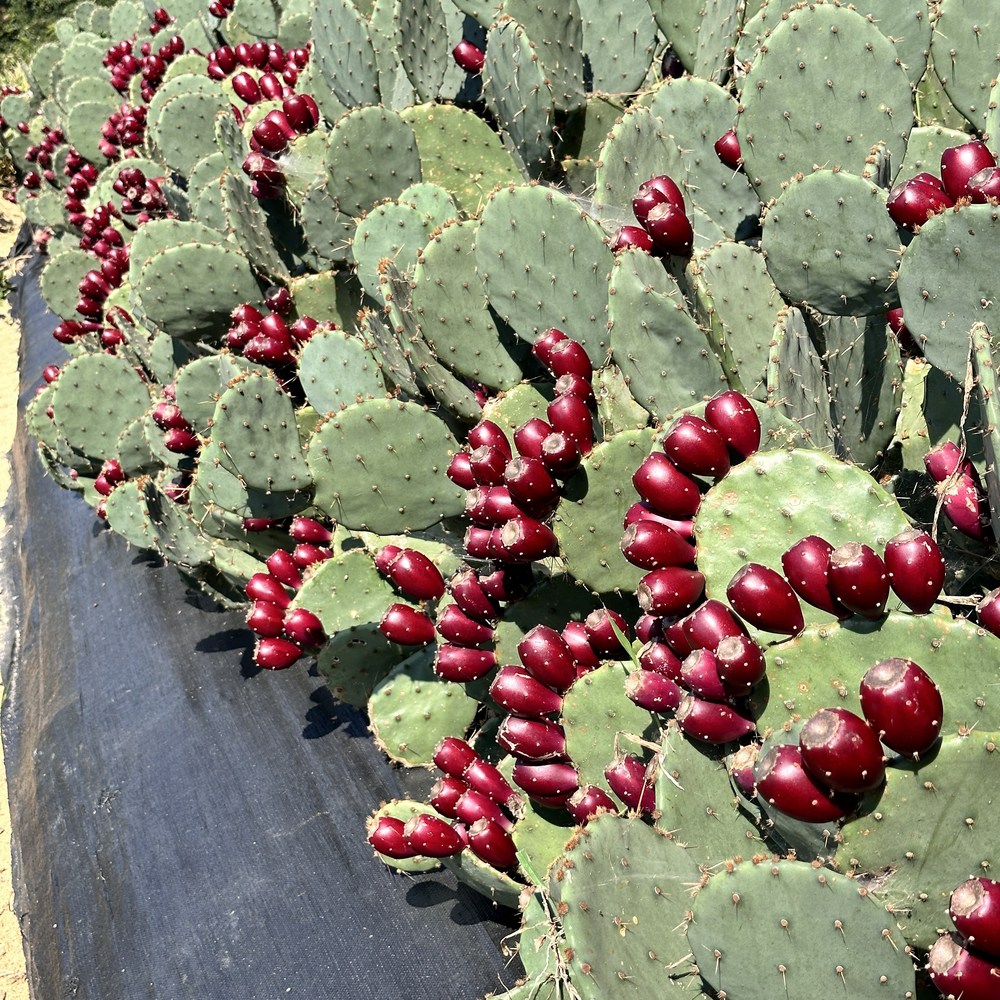 남해 청정 백년초 열매, 건강을 담은 자연의 선물