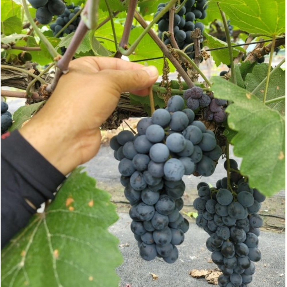 입 안 가득 퍼지는 달콤함, 프리미엄 머루 포도의 황홀경