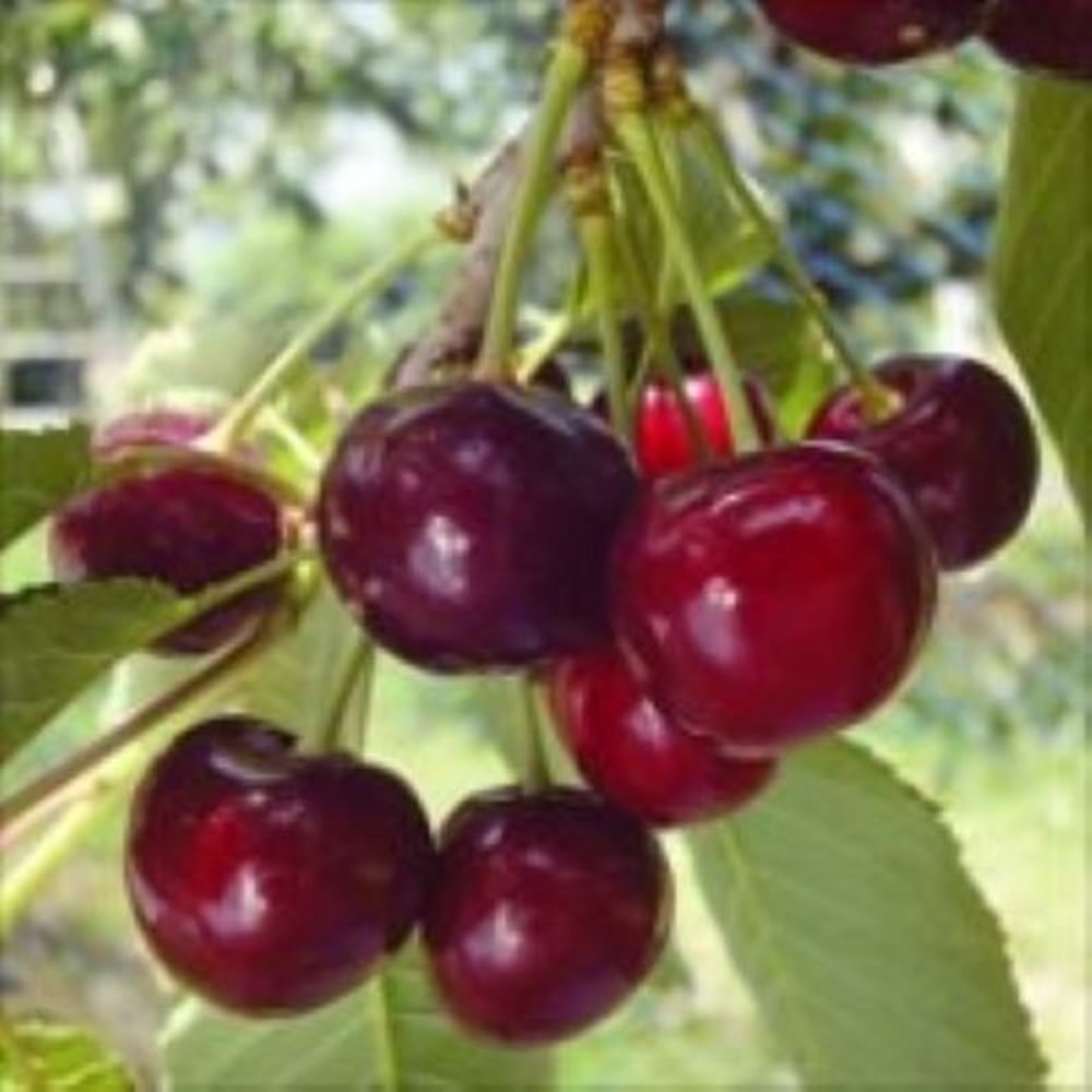 라핀체리 나무, 그 매력적인 결실의 세계 체리나무묘목