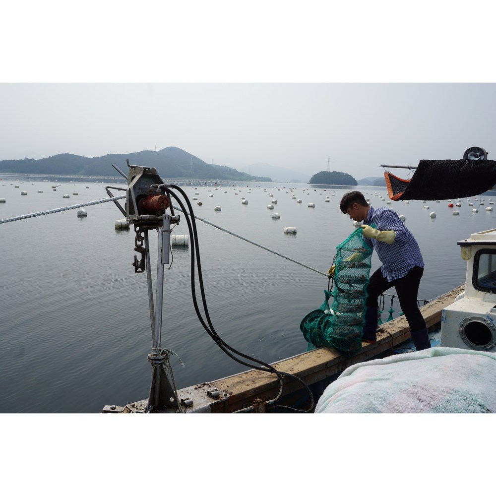 바다별수산 통영 홍가리비, 신선함과 풍부한 맛의 만남!