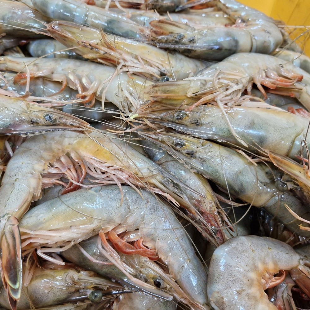 서해 바다의 풍미, 싱싱해몰 자연산 대하를 맛보세요!