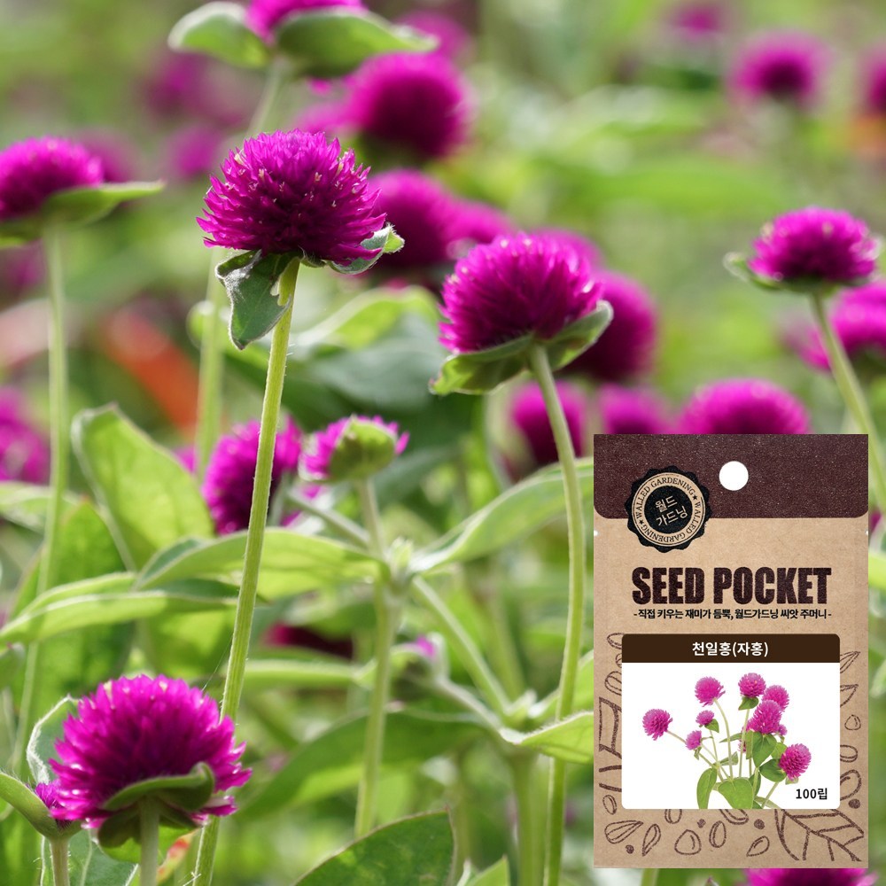 집에서 피어나는 화려함, 화분월드 천일홍 씨앗으로 시작하세요!