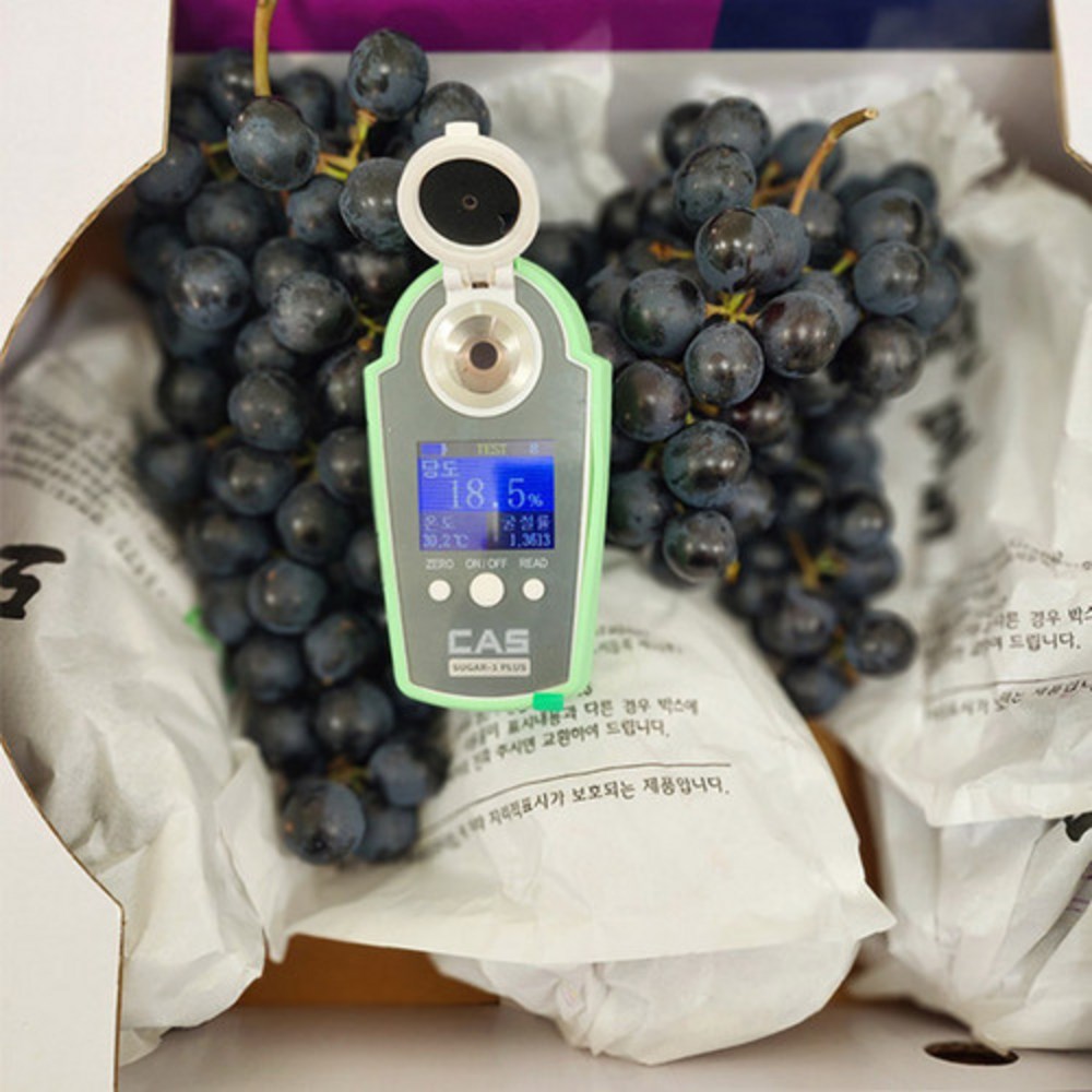 입 안 가득 퍼지는 달콤함, 프리미엄 머루 포도의 황홀경