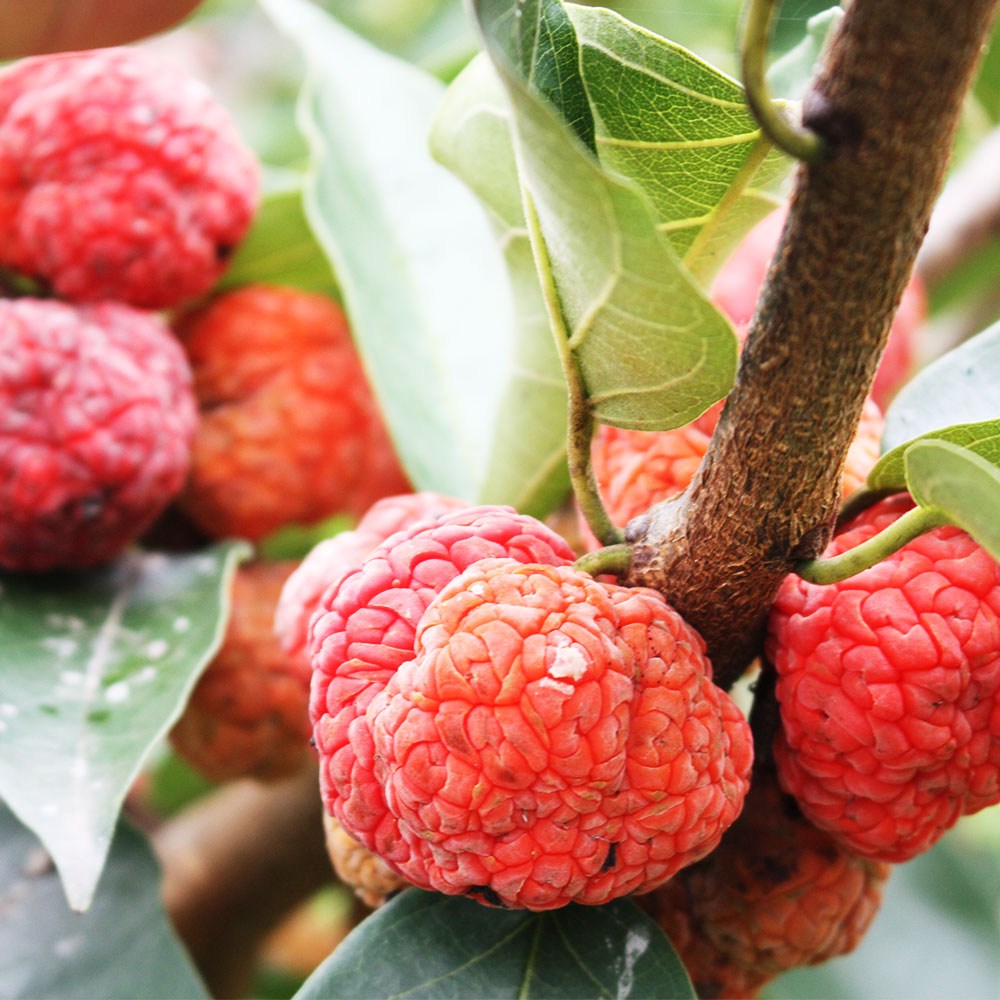 햇살 품은 건강, 세상모든농부 직거래 햇 구지뽕