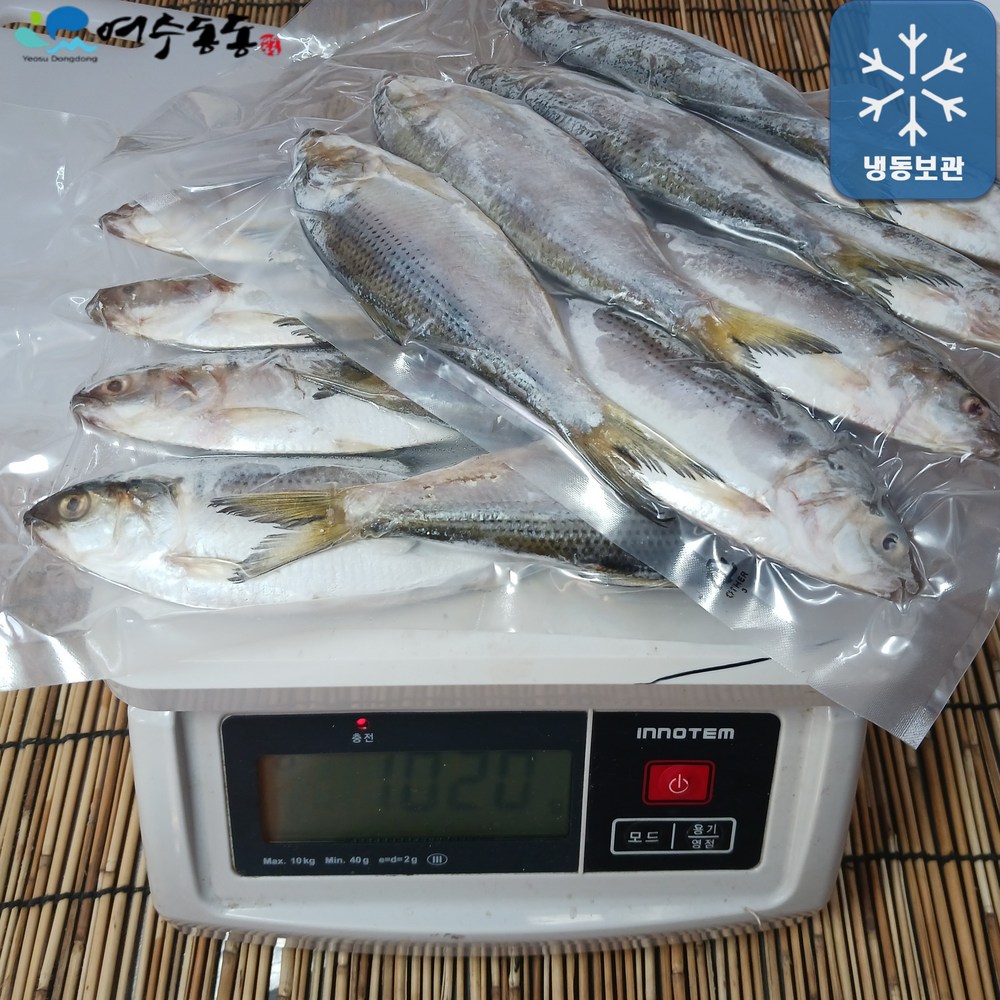 남해 여수 자연산 전어, 지금 바로 맛보세요!