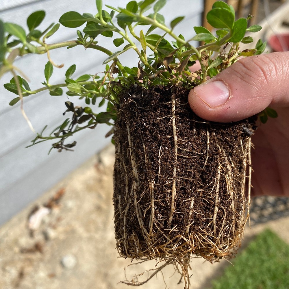 생명력 넘치는 쿠라피아 꽃잔디로 가득한 정원