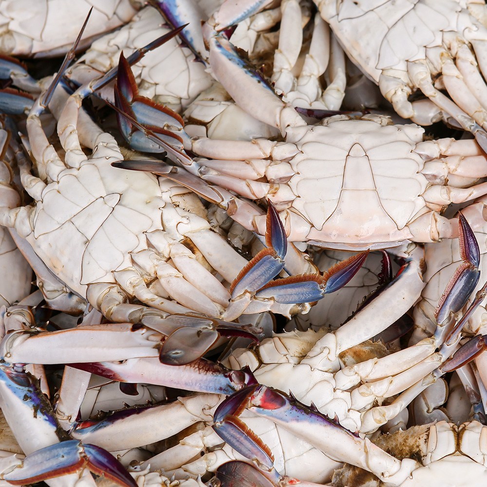 오늘 잡은 싱싱함, 태안 신진도 활 숫꽃게!