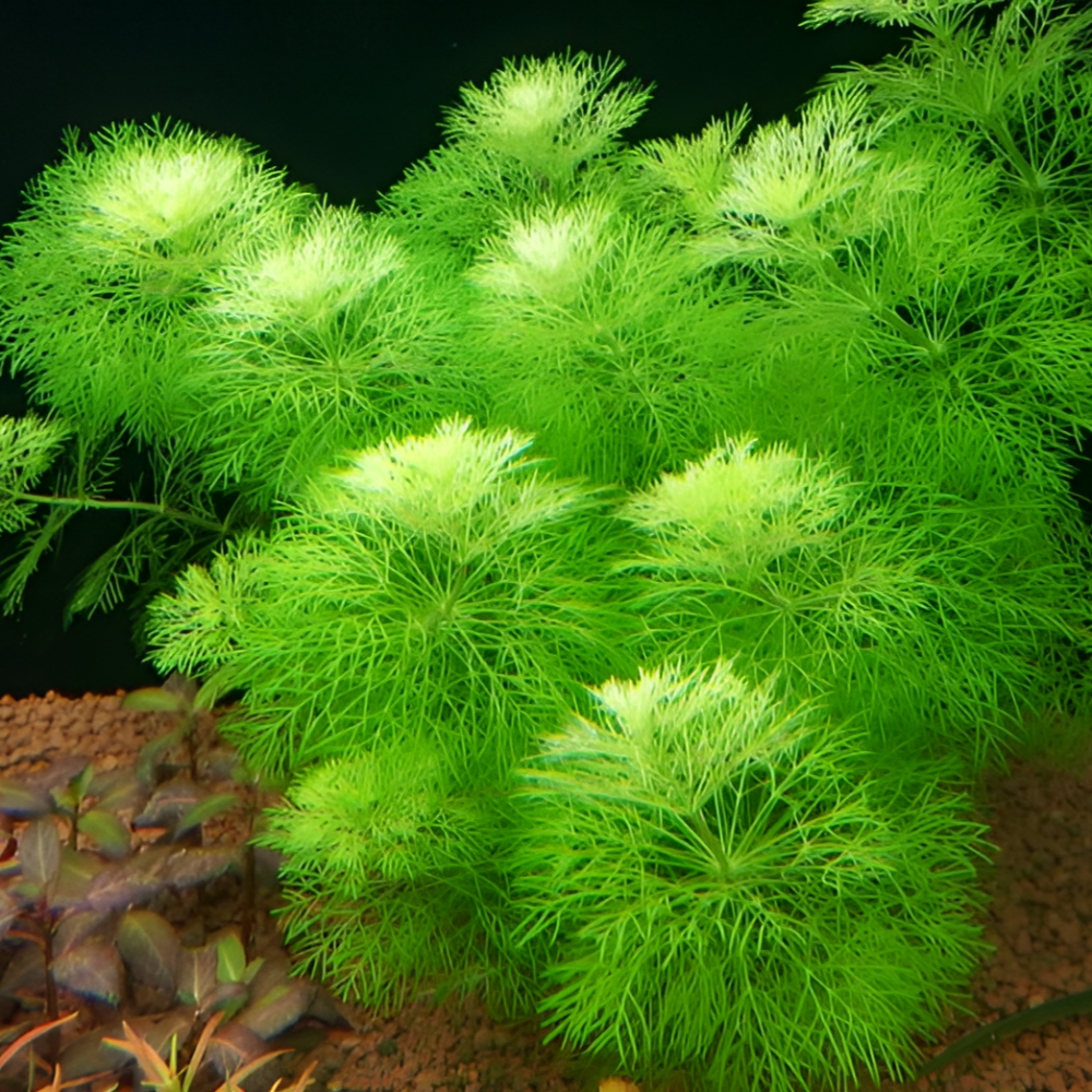 자이언트 암브리아로 시작하는 푸른 수중 낙원