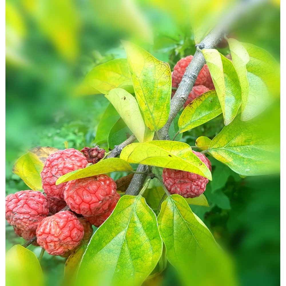 자연의 선물, 꾸지뽕 ******뽕 발효효소진액으로 건강한 삶을 시작하세요!