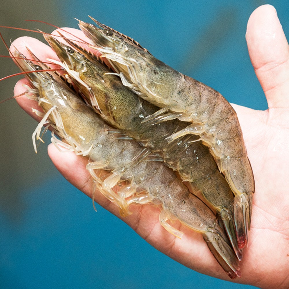 대한민국농수산 국산 흰다리새우 1kg, [급냉] 왕새우 1kg (27미 내외), 1개
