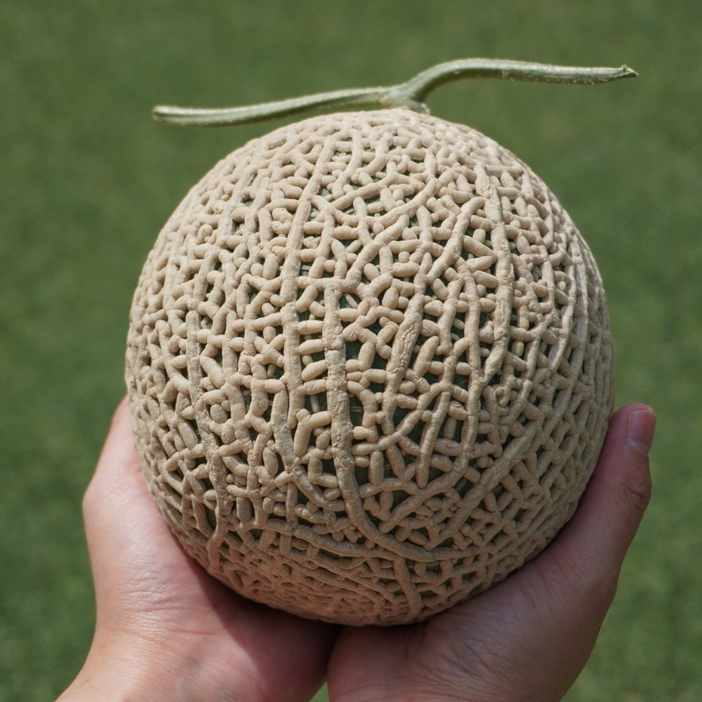 델키스트, 달콤한 풍미의 고품격 머스크멜론을 합리적인 가격으로 만나보세요!