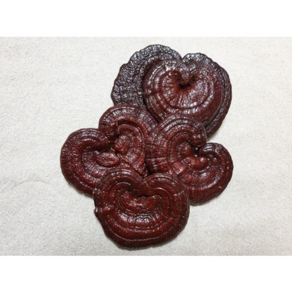 채울농산 영지버섯으로 건강과 품격을 선물하세요!