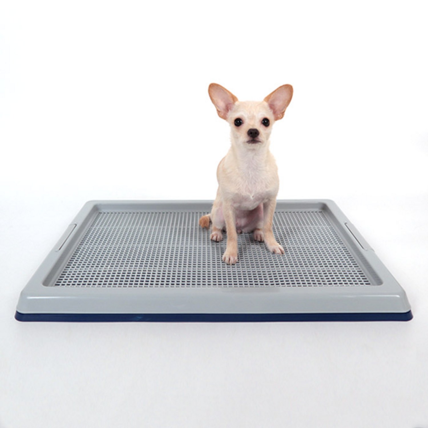 반려동물의 편안한 배변을 위한 필수 아이템, 딩동펫 와이드 배변판 배변판