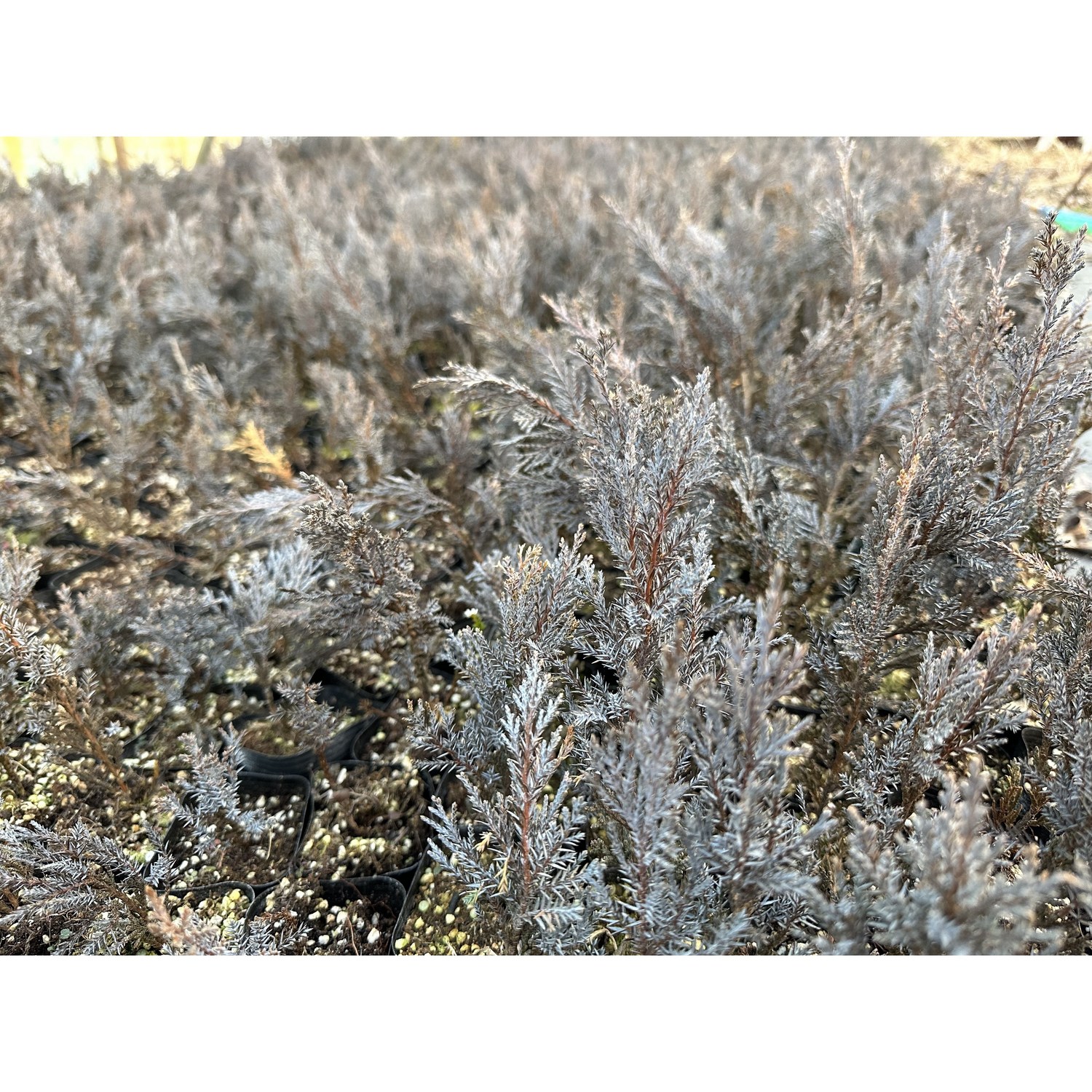 문그로우 묘목으로 아름다운 울타리 만들기