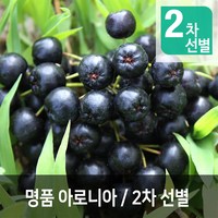 산들해 햇 아로니아 생과, 5kg, 5kg(명품), 1박스