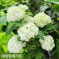 수국백당나무 불두화 흰색꽃 꽃나무, 6치포트, 1개