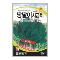 솔림텃밭몰 시금치씨앗 35g 땅딸이시금치 월동시금치 가을재배용, 1개