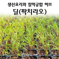 [모종심는아빠] 생선요리의 향신료 딜 팍치라오 모종, 모종6포트, 1개