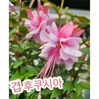 겹후쿠시아/요정이 날개짓하듯 날아올라, 1개