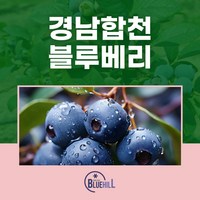 GAP 인증 국내산 경남 합천 국산 생 블루베리 생과 당일수확 산지직송 1kg 2kg 4kg, 대과(15-18mm), 1개