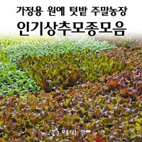 [모종심는아빠] 상추 모종 모음, 적로메인, 모종36개, 1개