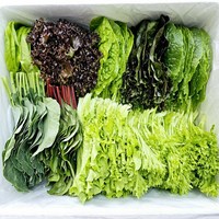 무농약 친환경 수경재배 쌈&샐러드채소(500g), 500g, 1개