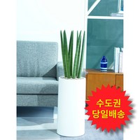 풀풀플랜트 개업 화분 대형 [수도권 당일배송] [수도권제외 택배배송] 공기정화 집들이 선물 승진 사무실 이전 병원 개원 식당 개업식 축하 화분 배달 일요일 오전가능 개업 선물, 1개, 05. 스투키