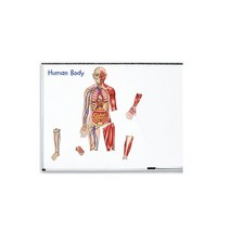 [러닝리소스] 26044 자석 양면 인체 모형, 혼합