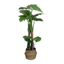 조아트 2단 알로카시아 120cm, 혼합 색상, 1개