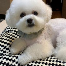 도그맘 2중니트 반려동물 케이프 S~M, 그레이, 1개