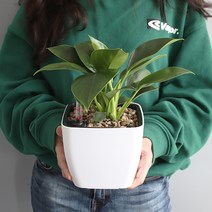 모리앤 물주는 시기를 알수있는 플랜트 눈금화분 사각, 화이트