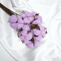 보존화 목화 10p, 보라