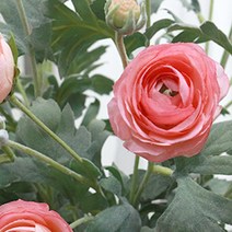 다우에프앤지 조화 러넌큘러스 가지 2p, 핑크